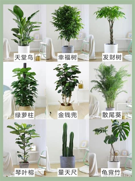 家里适合养什么植物